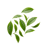 Green Tea Extract