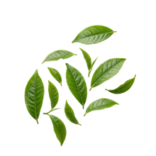 Green Tea Extract