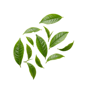 Green Tea Extract